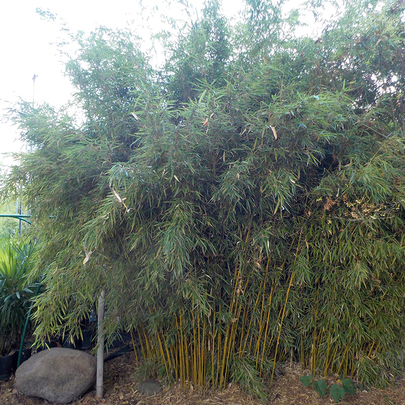 Bastoni Di Bambù Robusti Tildenet Growers Choice - 4 Pezzi Da 121 Cm, Spessore 12/14 Mm, Per Piante E Giardinaggio